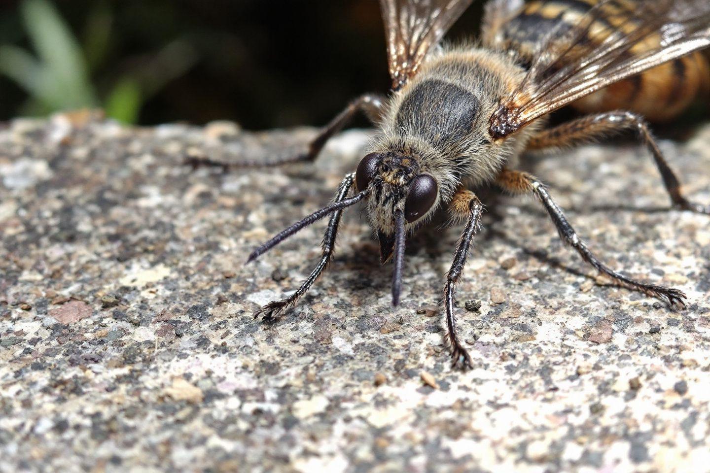 Comment identifier et lutter contre les insectes dangereux pour votre habitat et maison