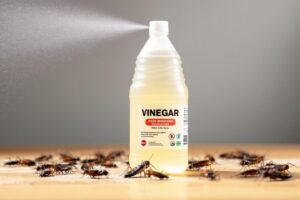 Vinaigre blanc contre les cafards : efficacité et limites du remède