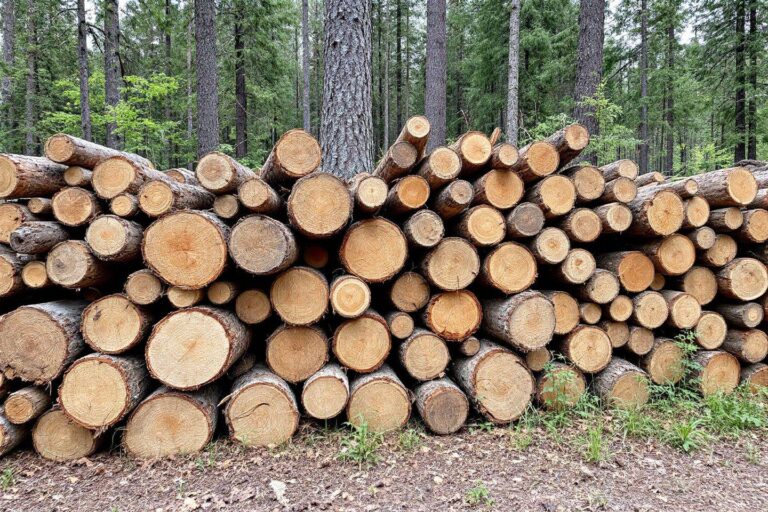 Poids d'un stère de bois : guide complet par essence et séchage