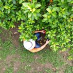 Comment et quand tailler un arbre fruitier : guide complet