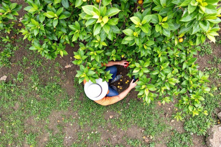 Comment et quand tailler un arbre fruitier : guide complet