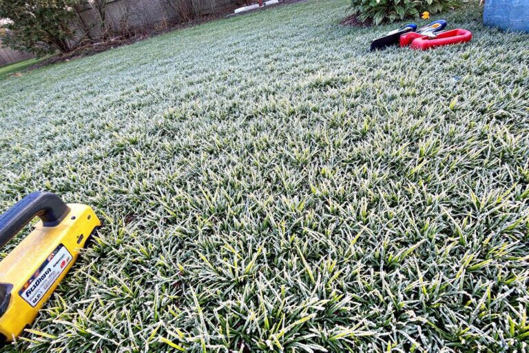 Entretien du gazon en hiver : conseils pour une pelouse saine