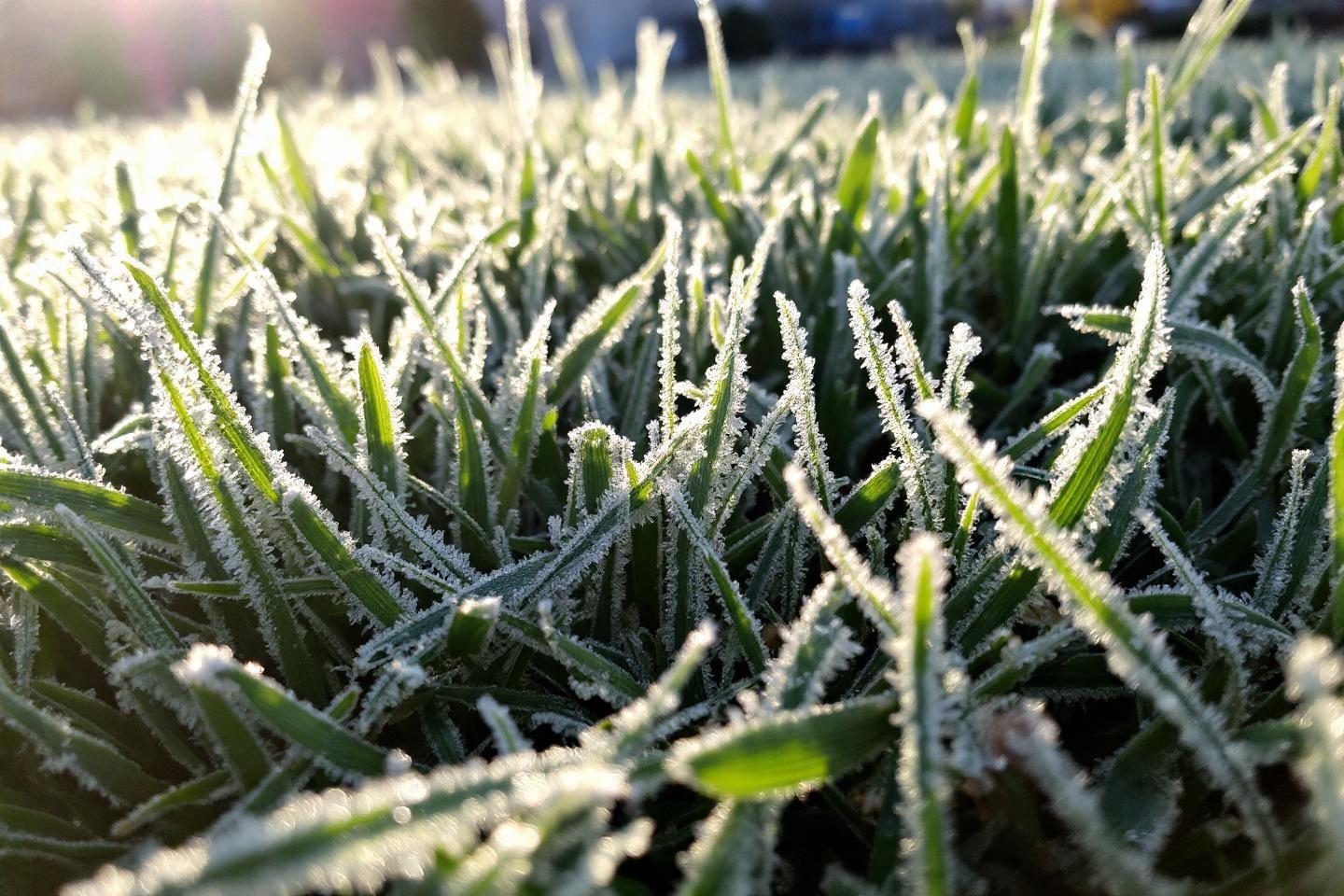 Entretien du gazon en hiver : conseils pour une pelouse saine