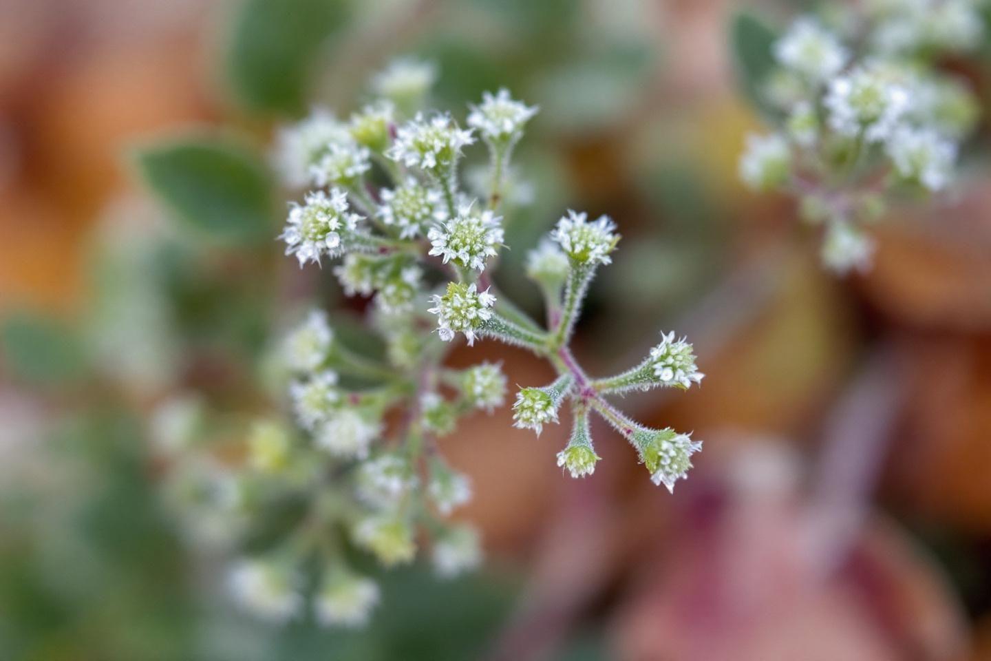 Comment reconnaître et éliminer les mauvaises herbes du jardin