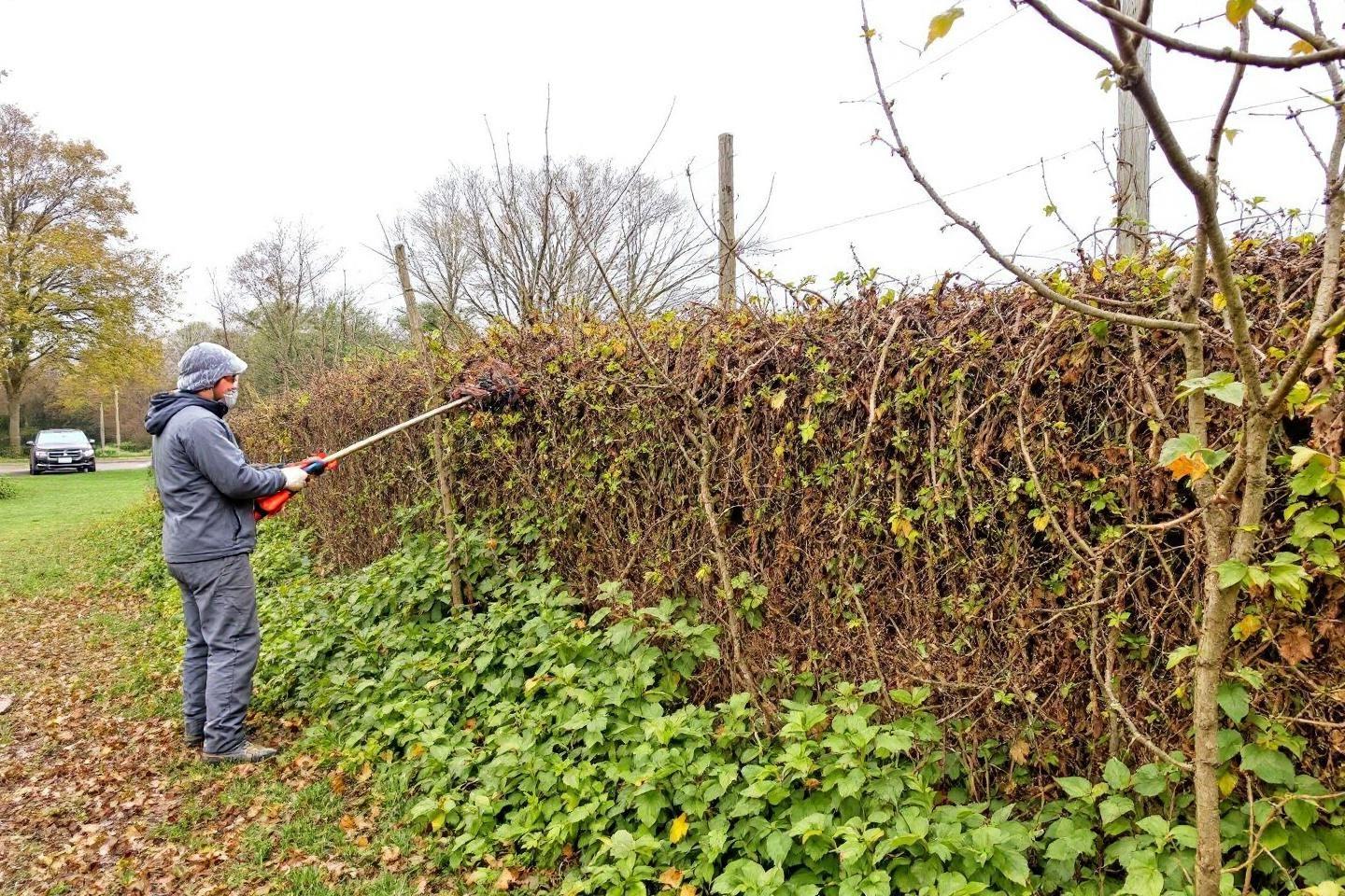 # Cyprès : 7 inconvénients majeurs avant de planter