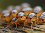 découvrez à quoi ressemblent les petites créatures avec notre portrait détaillé des bébés cafards, ces insectes souvent méconnus dès leur naissance.