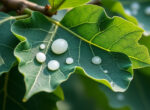 découvrez les effets irritants de la sève des feuilles de figuier sur la peau et apprenez à prévenir les irritations cutanées liées à leur contact.